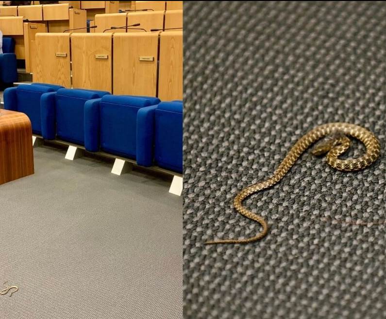  Bizarna scena u Domu naroda: Zbog zmije u sali otkazana sjednica i naređena istraga 