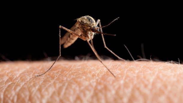  Zašto ujedi komaraca svrbe 