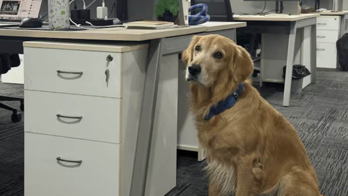  Pas postavljen za direktora 