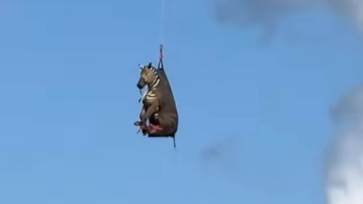  odbjeglu zebru prevezli helikopterom 