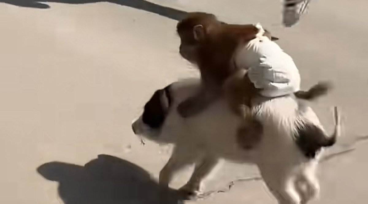  Majmun sa pelenom jaše prase 