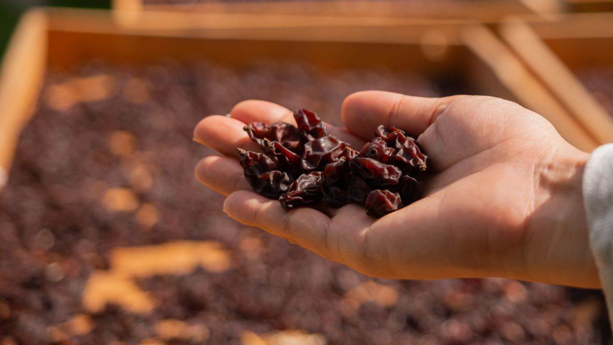  Suvo grožđe zdravo za srce 