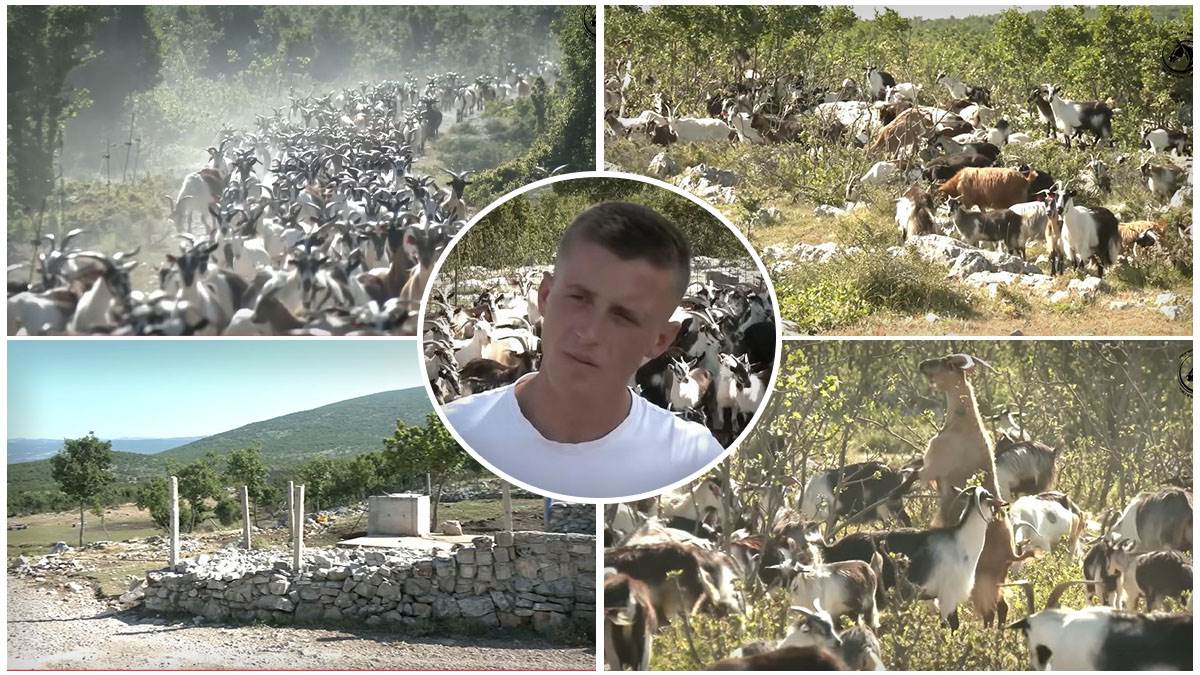  Marijo Mijoč najmlađi čobanin u Hrvatskoj 