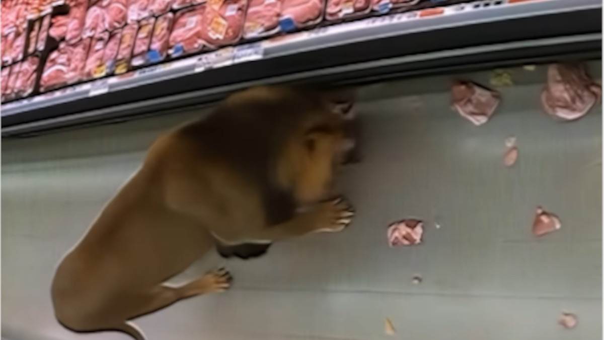  Lav ušetao u market u južnoj africi 