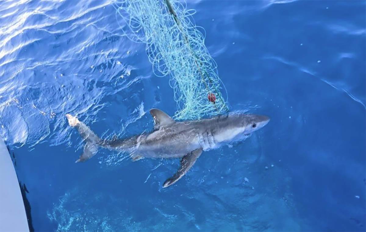  Velika bijela ajkula snimljena u Crnoj Gori 