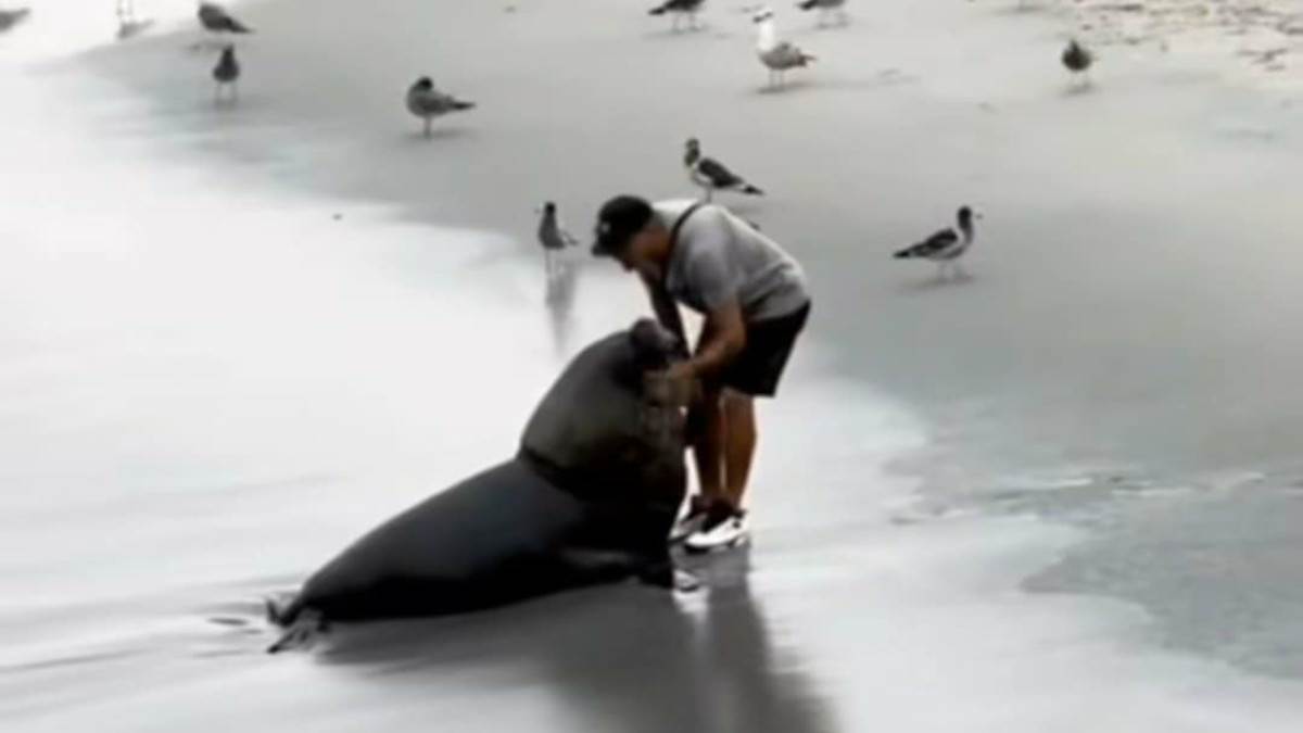  Morski lav se sprijateljio s čovjekom 