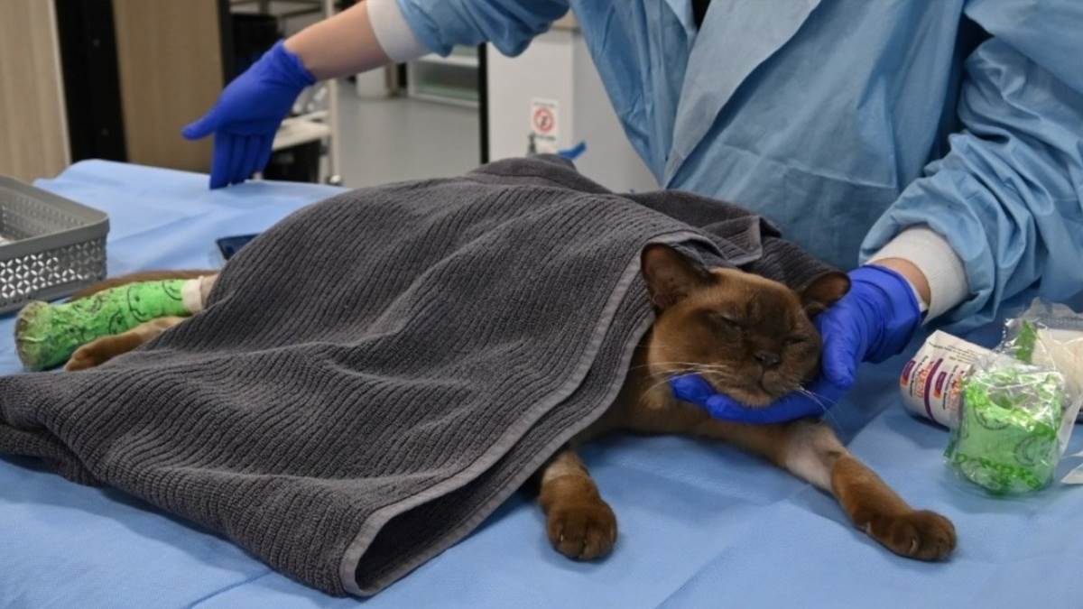  Mačka preživjela pranje u veš mašini 