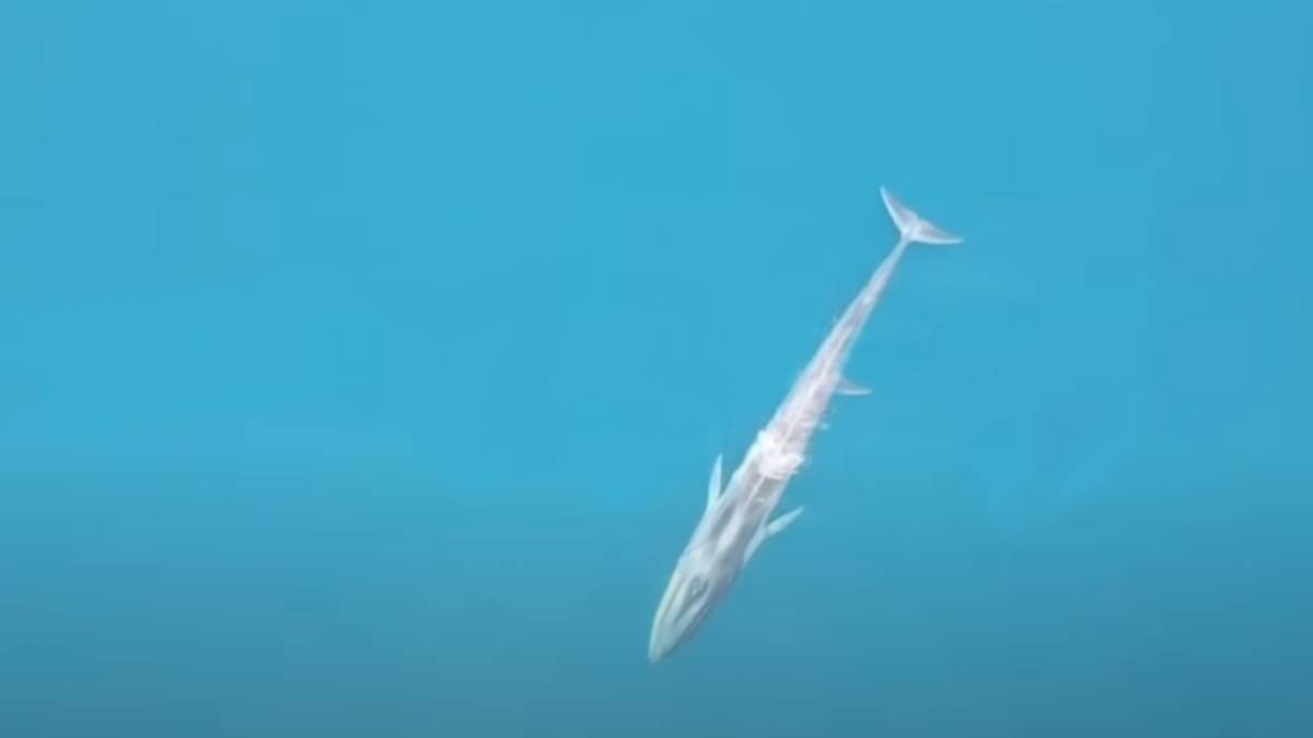  Kit snimljen blizu obale kod Bara 