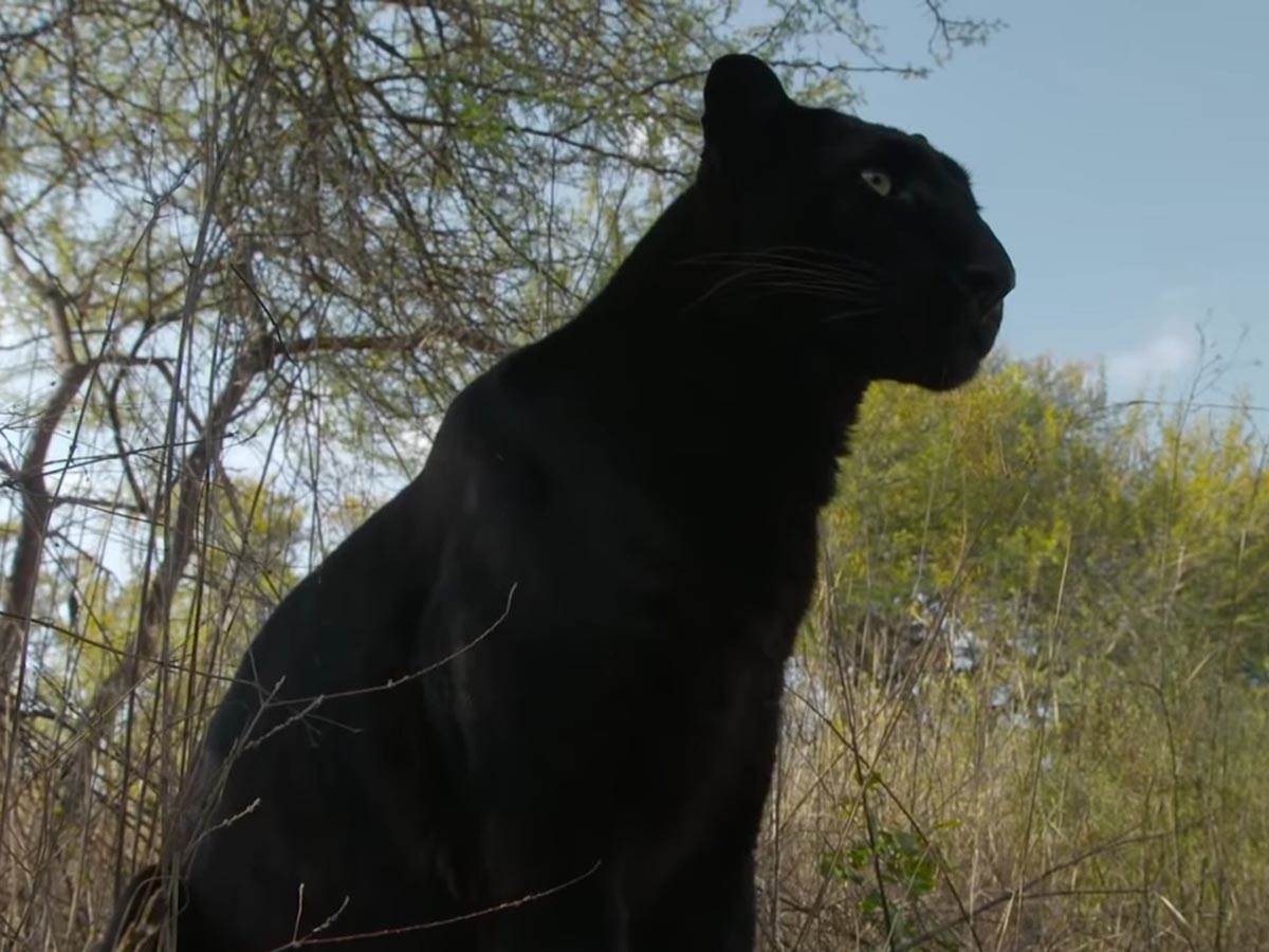  Crni panter viđen u Bugarskoj 