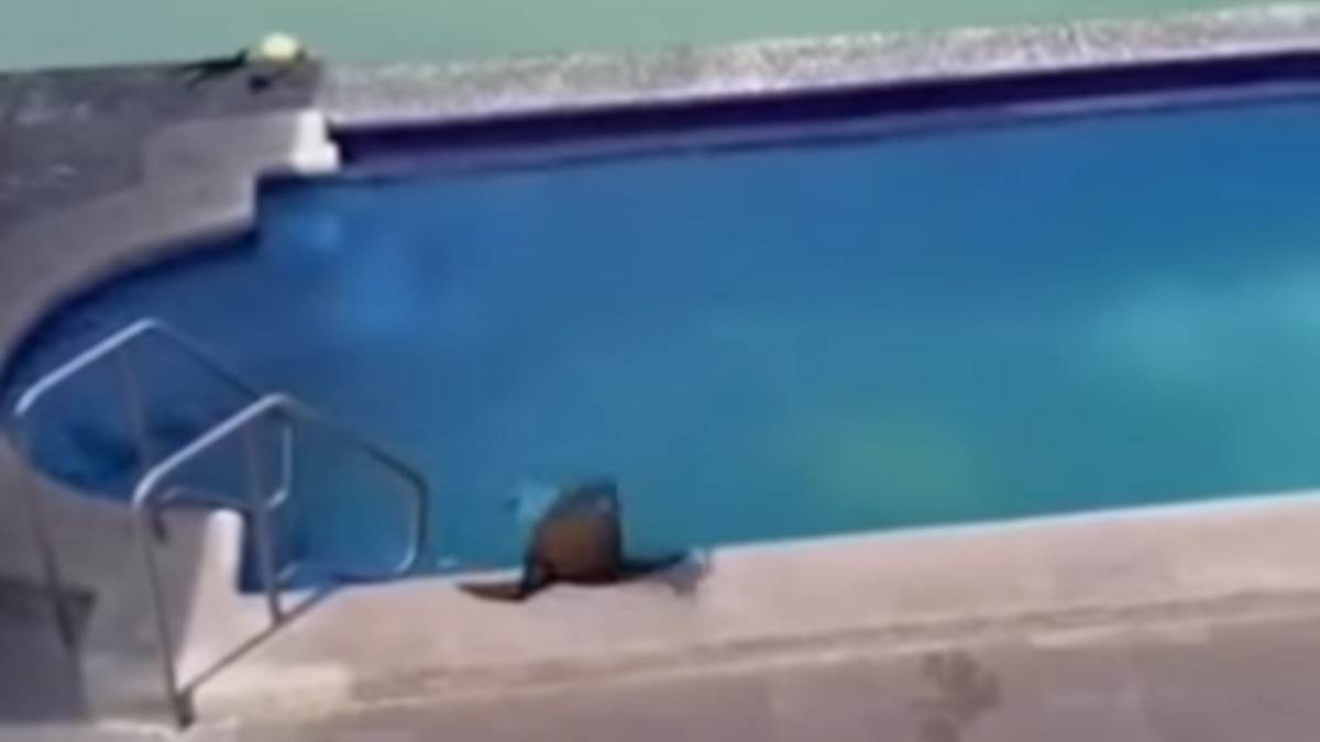  foka zaplivala u bazenu, pa legla da se sunča 