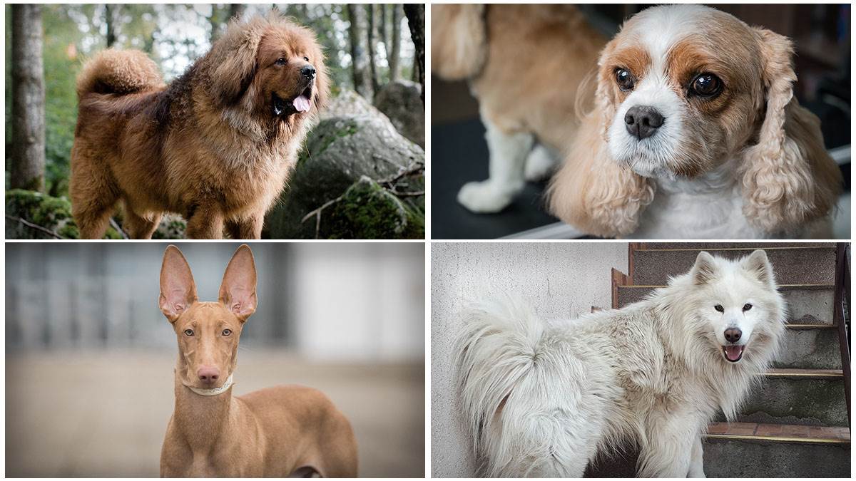  Najskuplje rase pasa 