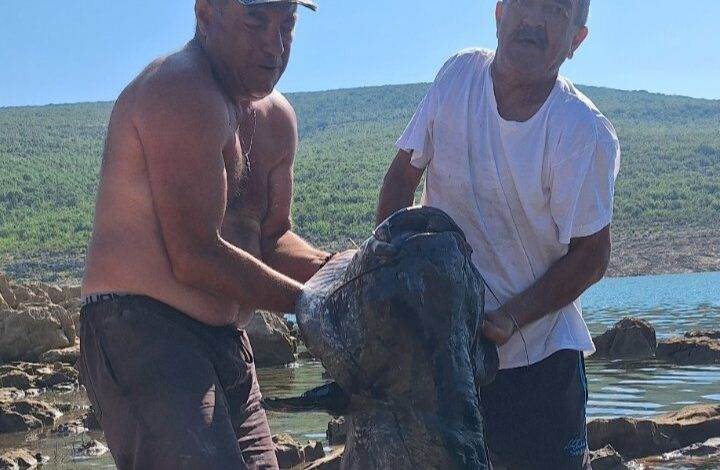  U Bilećkom jezeru ulovljen som od dva metra 