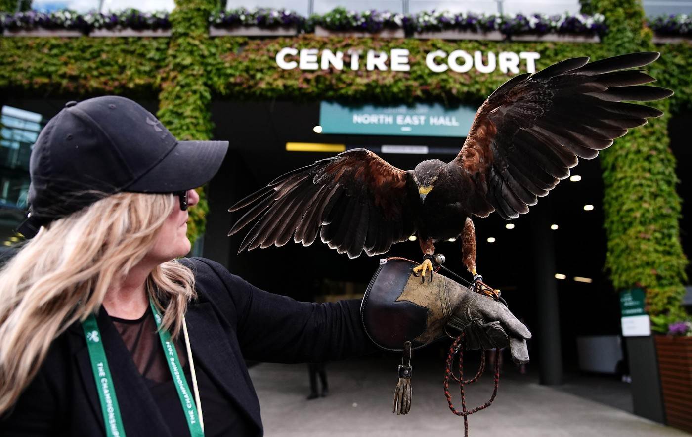  Soko rastjeruje golubove na Vimbldonu 
