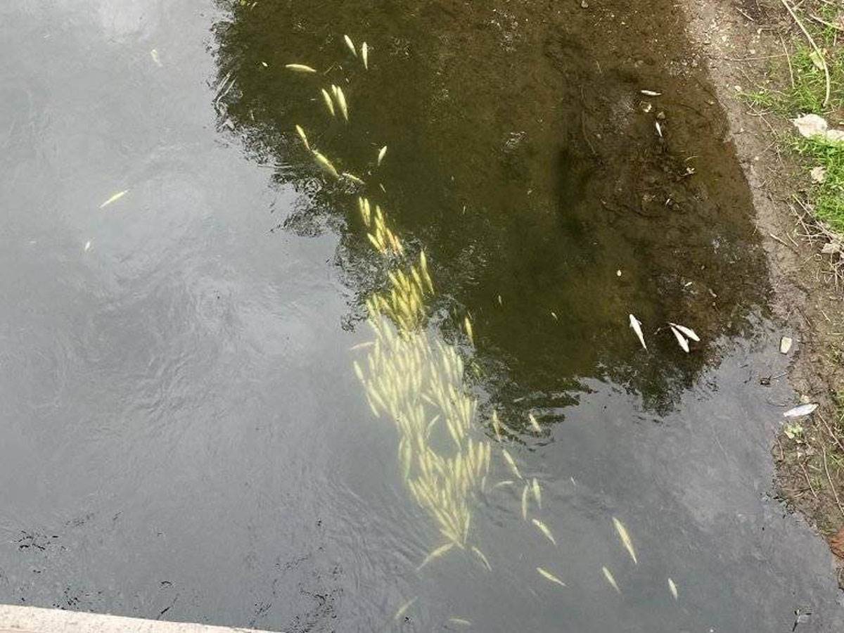 Pomor ribe u Bosni kod Zenice Pomor ribe u Bosni kod Zenice