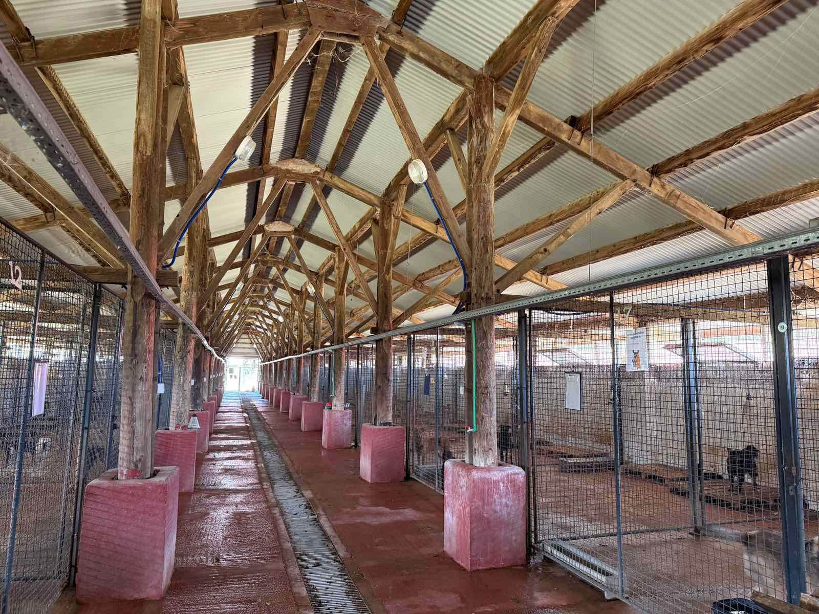  Jovo Savanović: Sumnjiva transakcija novca za azil za pse 