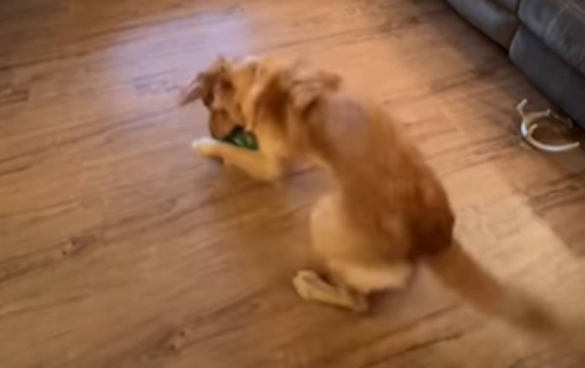  Pas se igra sa lubenicom 