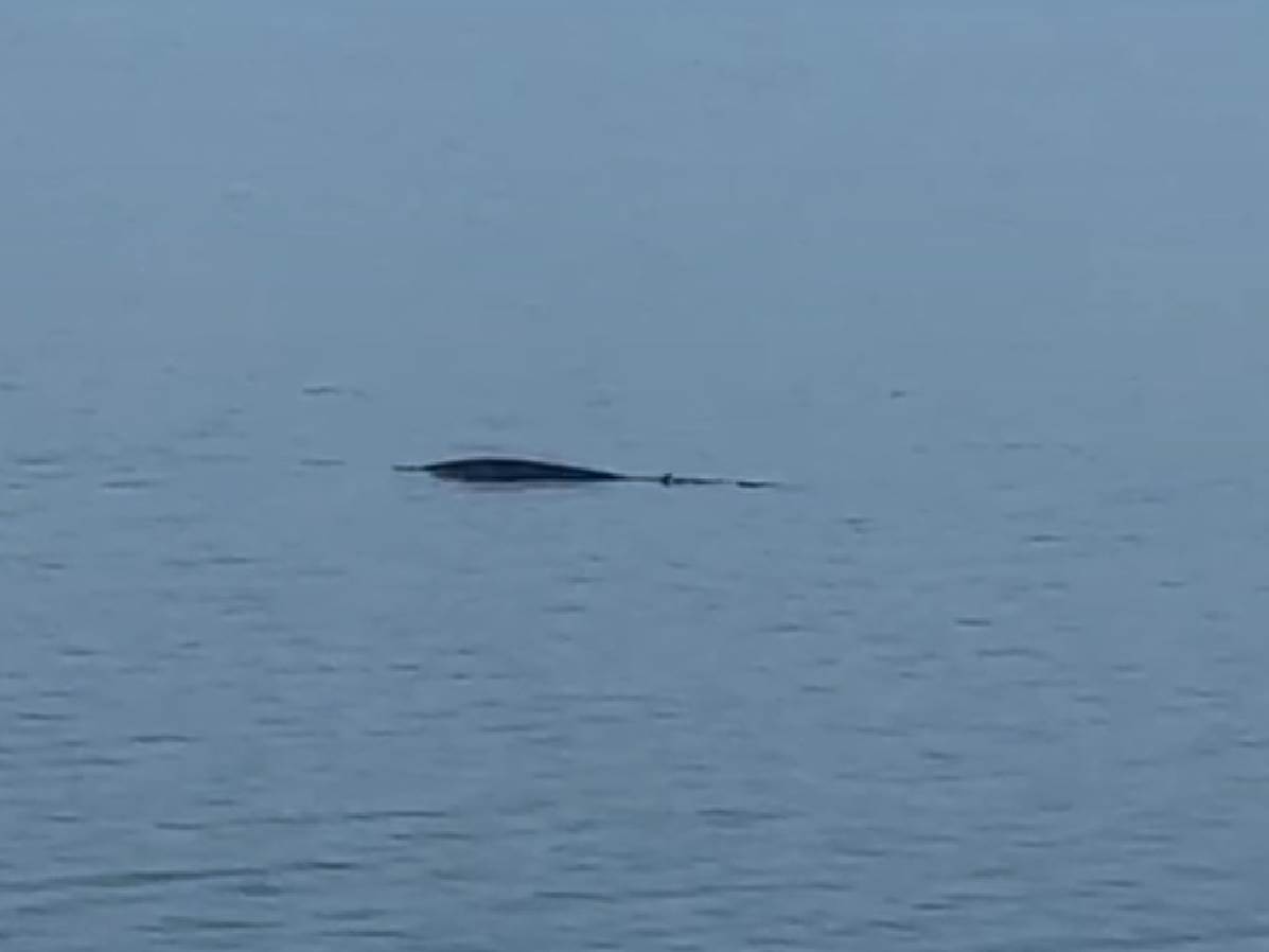  Kod Tučepa uočen kit 