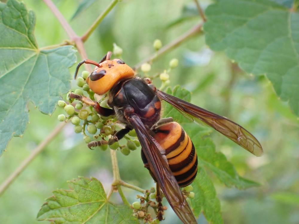  Prva pomoć pri ubodu stršljena 