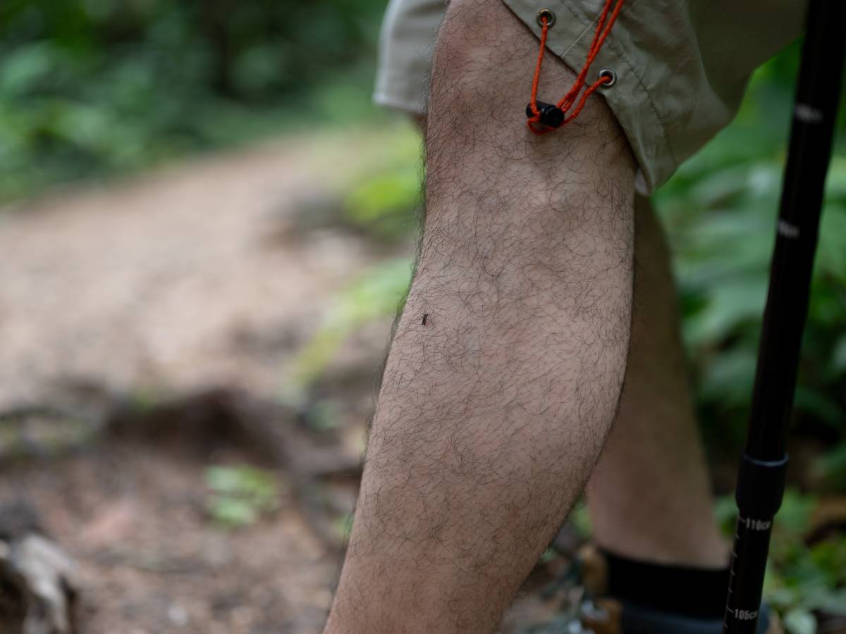  Komarci šire opasne viruse po Evropi 