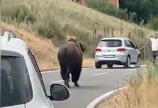  bizon snimljen na kosovu 