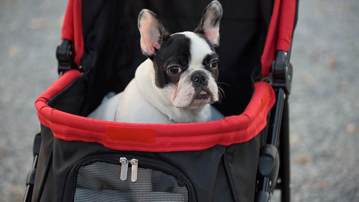  Zašto ljudi tretiraju pse kao djecu 