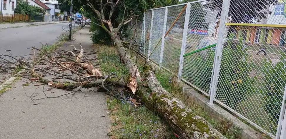  Srušilo se drvo kod vrtića u Lazarevu, zakačilo ženu 