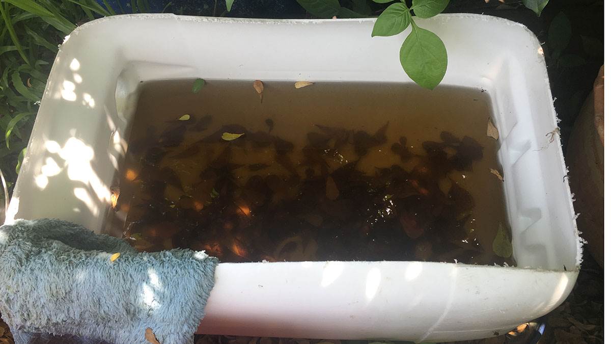  Opasnosti u bašti i dvorištu poslije kiše 