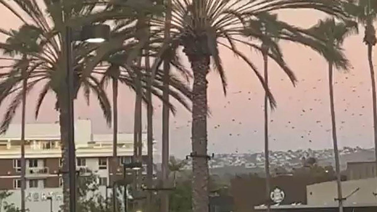  Kalifornija u opasnosti od cunamija 