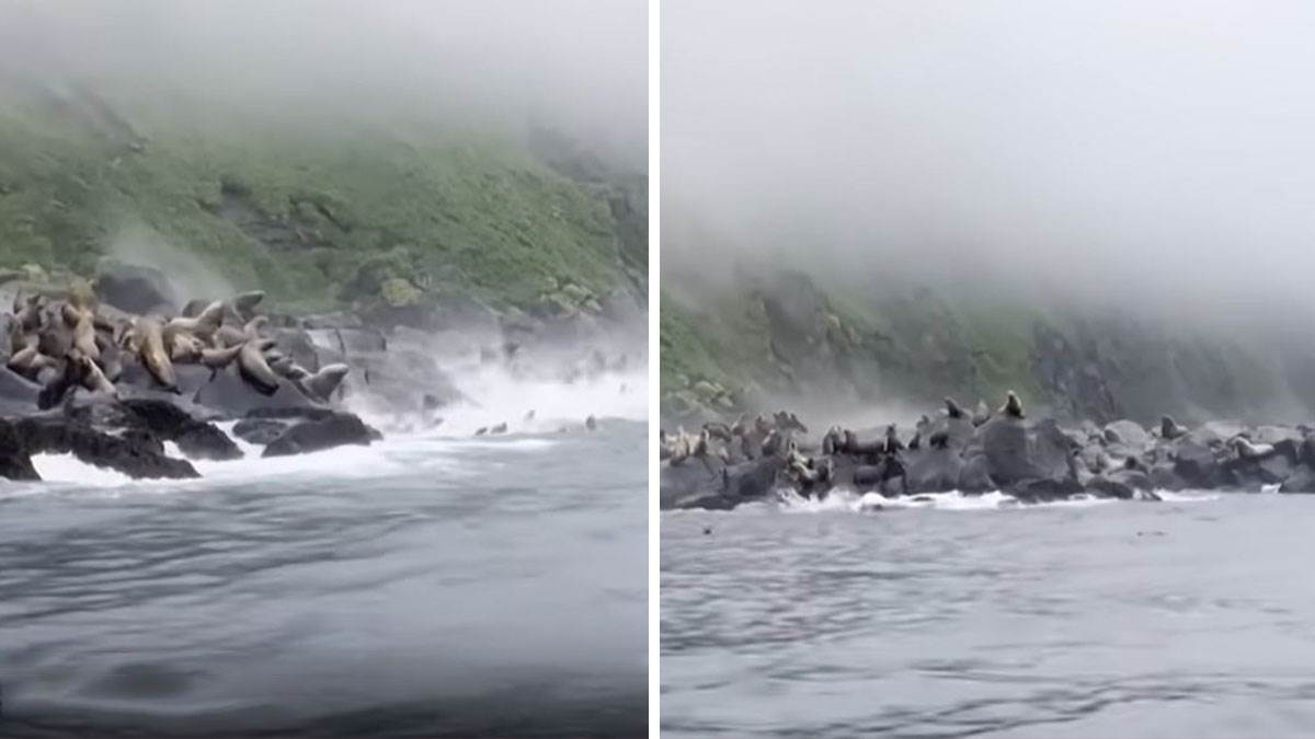  Kako su morske životinje reagovale na zemljotres u Rusiji 