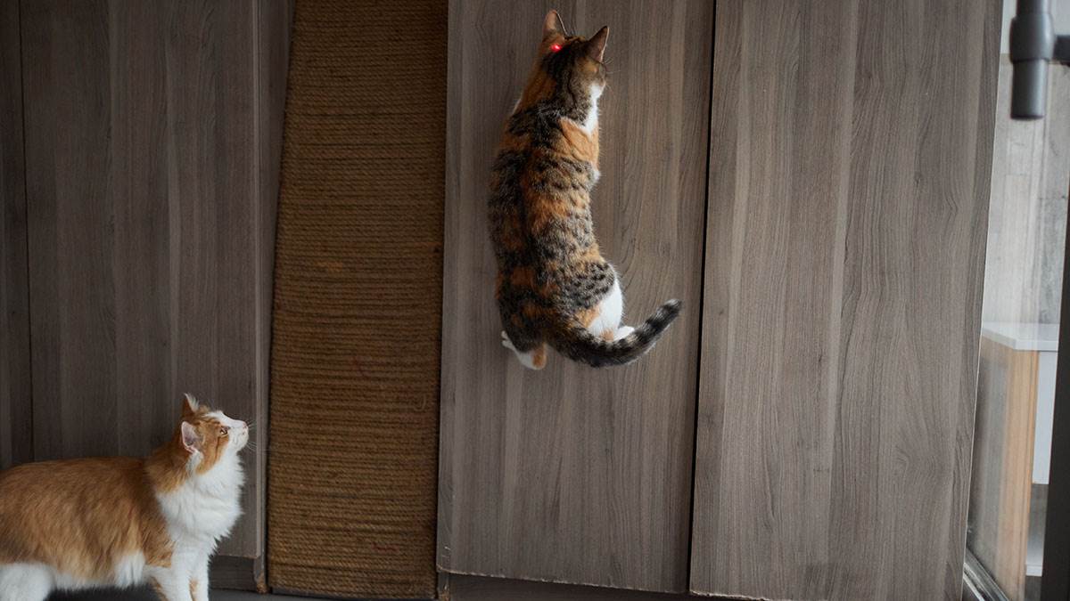  da li je laser štetan za mačke 