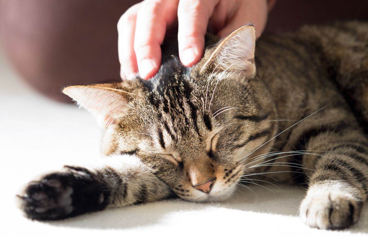  Muškarac bivšoj supruzi plaća za brigu o mačkama 