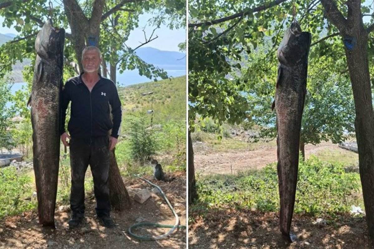  Bilećanin u tri dana ulovio dva soma od 50 i 70 kilograma 