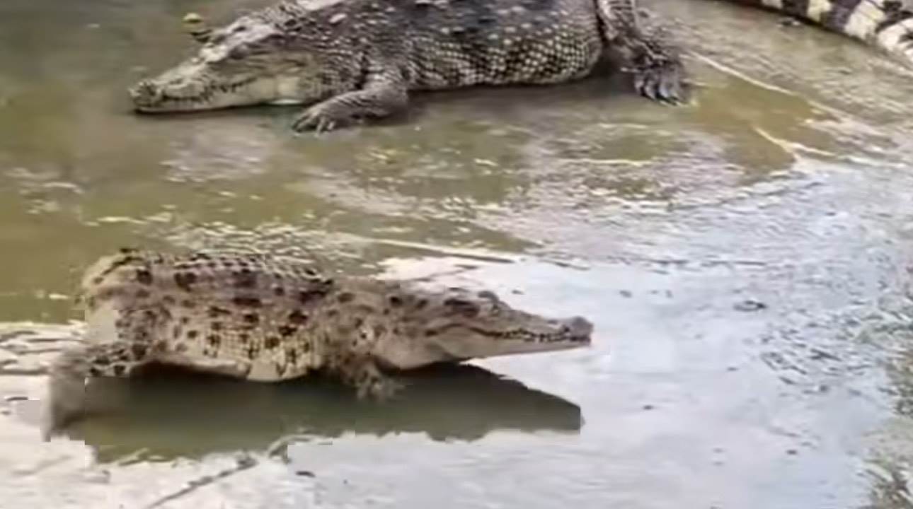  Snimak bebe krokodila bez repa 