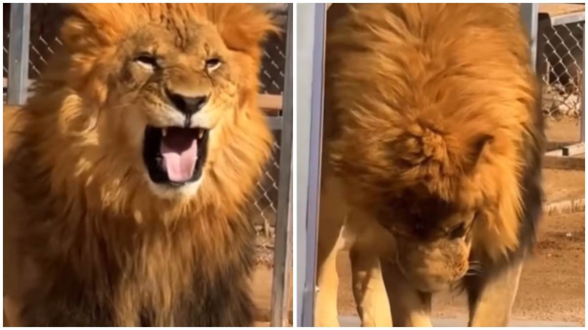  Šta se dogodi kada lav proba zelenu salatu? 