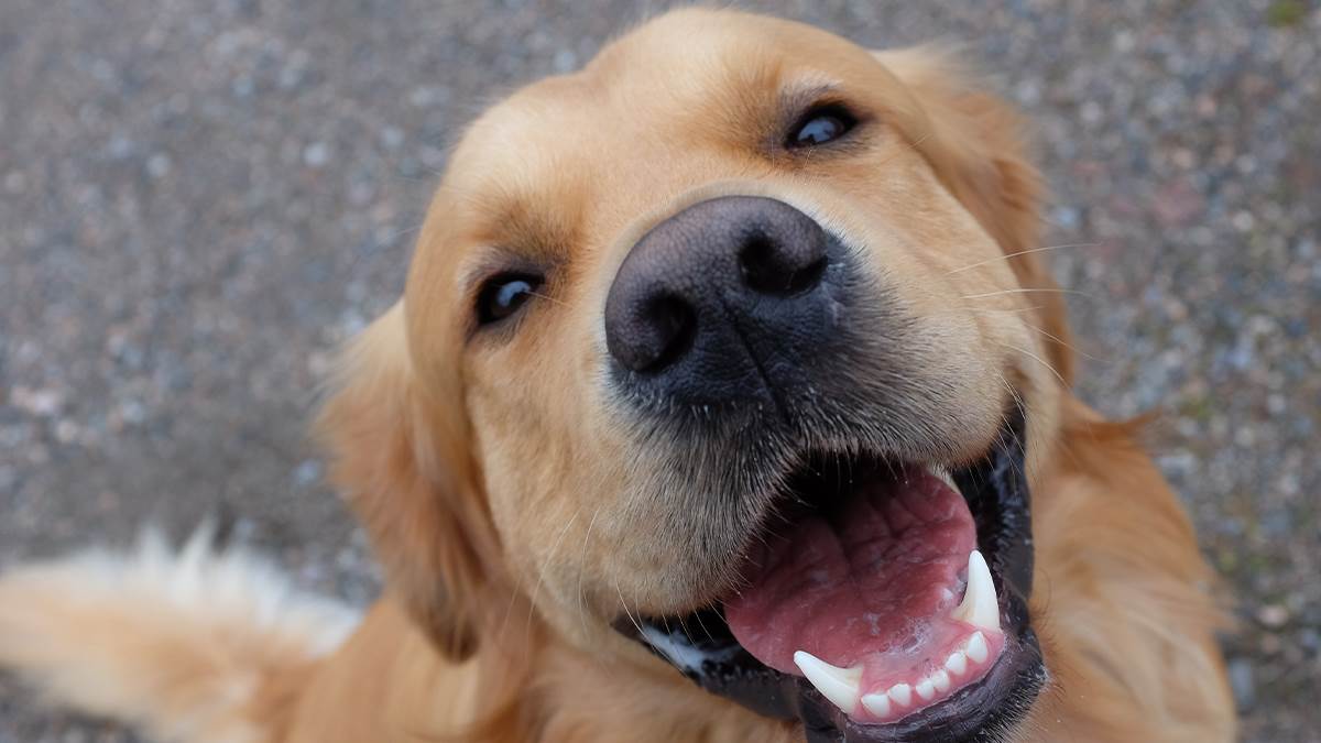  Šta znači kad se pas smije 