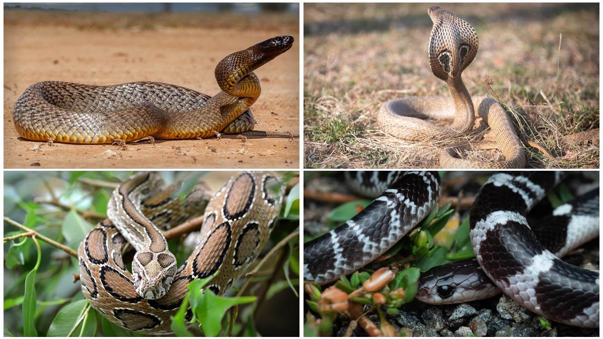  Najsmrtonosnije zmije na svijetu: Jedna ujedom može da ubije 100 ljudi 