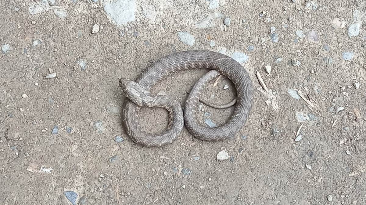  Zmija otrovnica ugrizla dječaka dok se igrao na plaži 