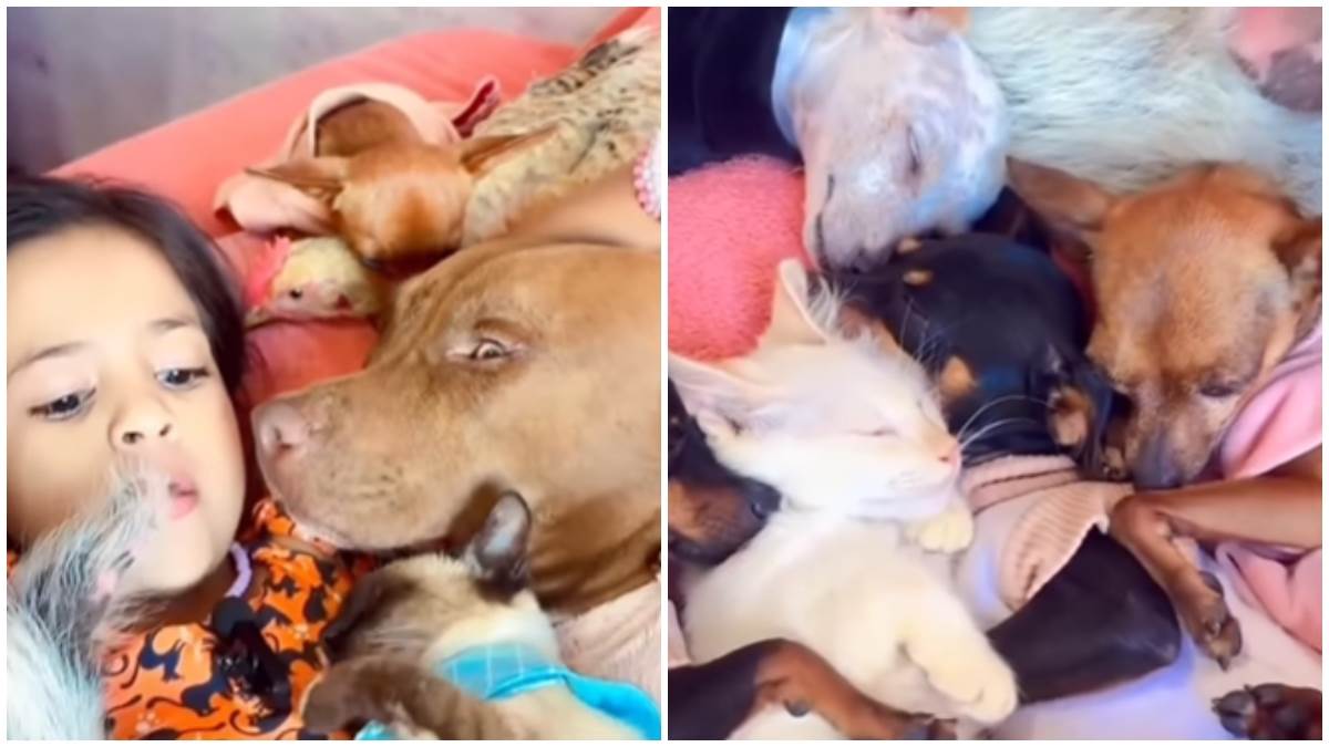  Pas, kokoške i mačke spavaju kraj djevojčice 