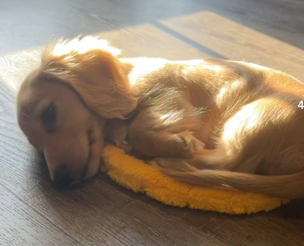  Pas spava na frizbiju 