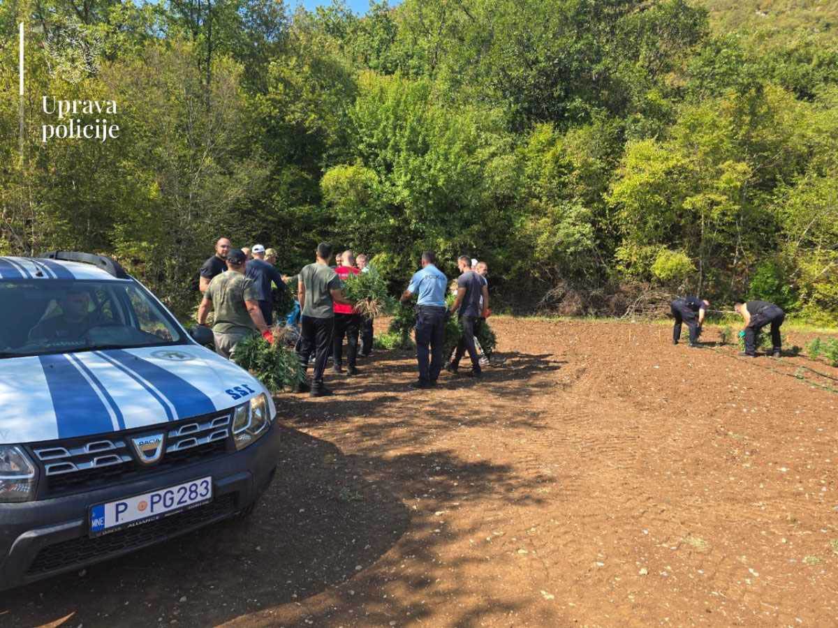  Otkrivena najveća plantaža marihuane u Crnoj Gori 