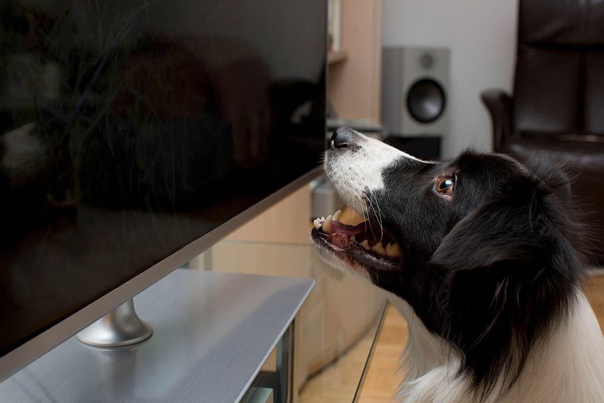  Da li psi gledaju televiziju 