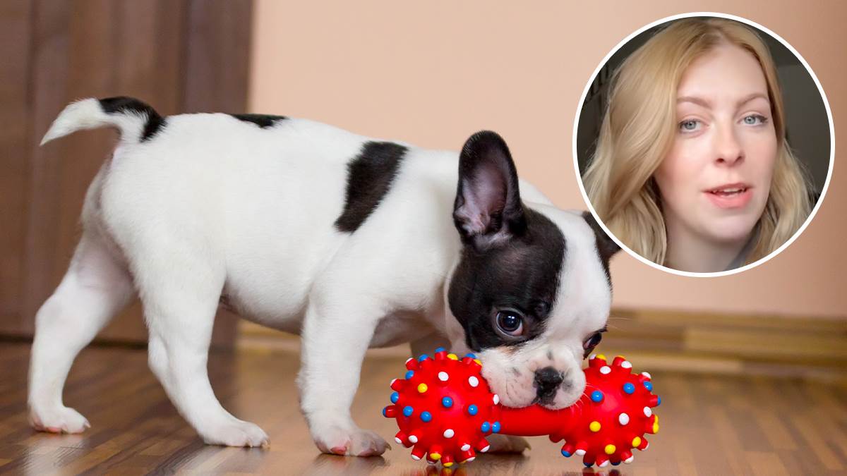  Greške vlasnika kućnih ljubimaca 