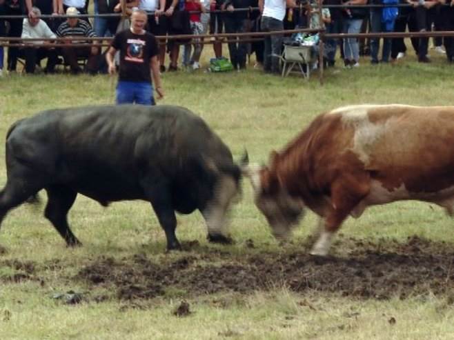  Kočićev zbor 2025 pobjednici 