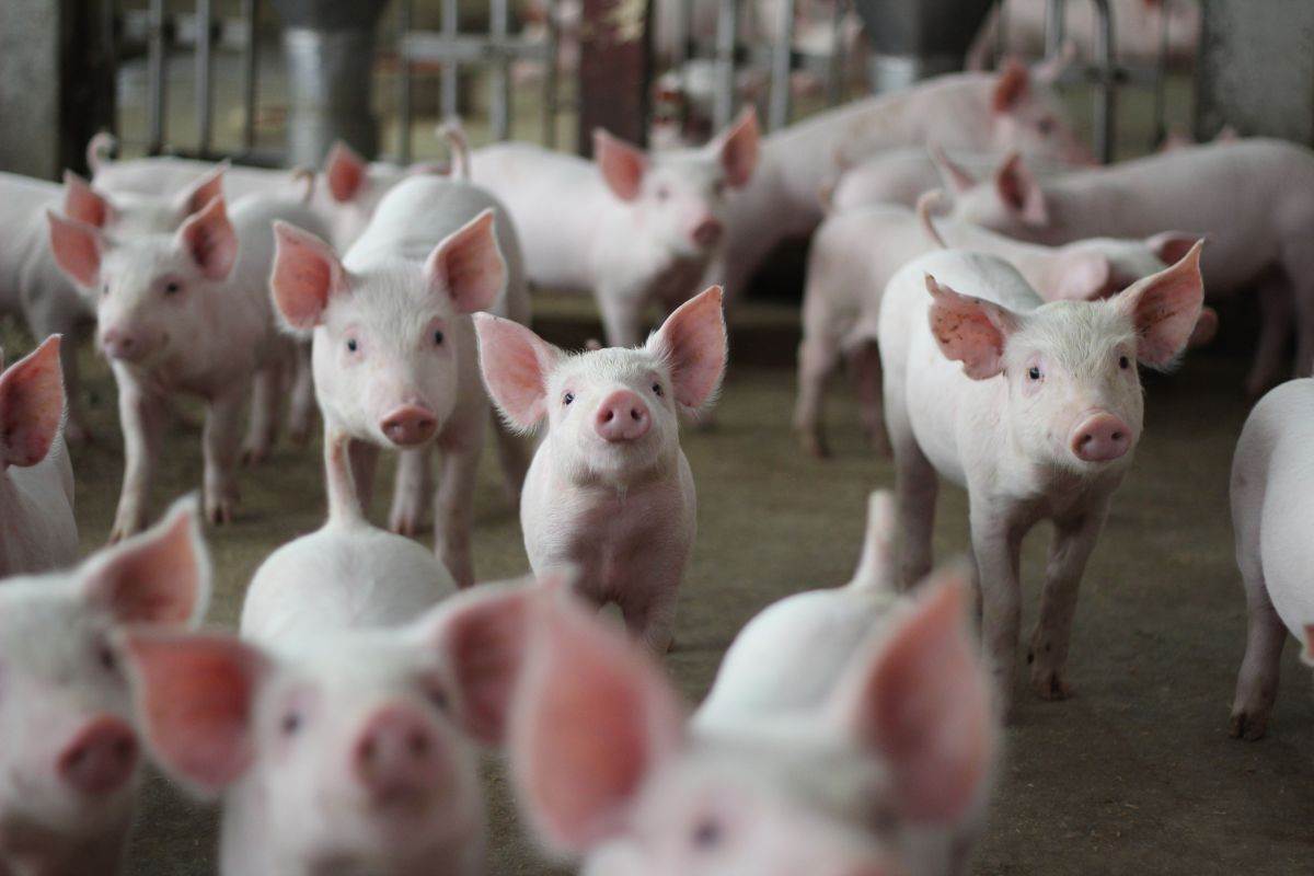  Njemački naučnici testiraju fitnes za svinje zbog boljeg kvaliteta mesa 