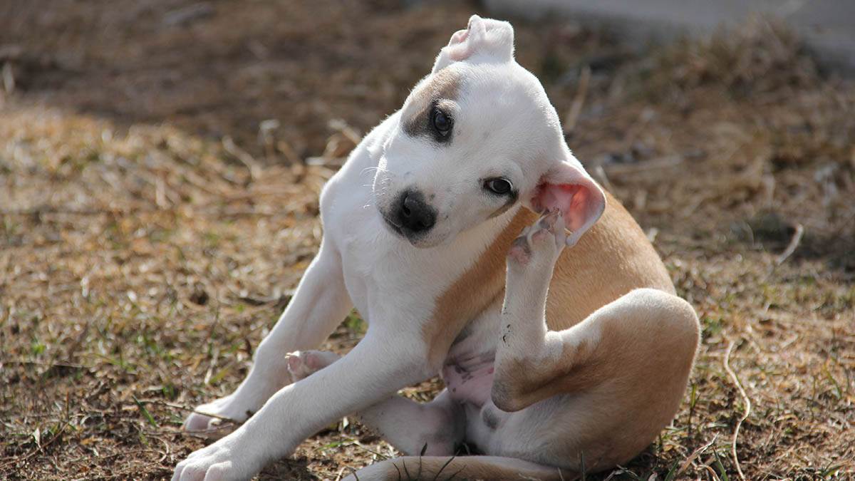  Zašto pas češe uši 