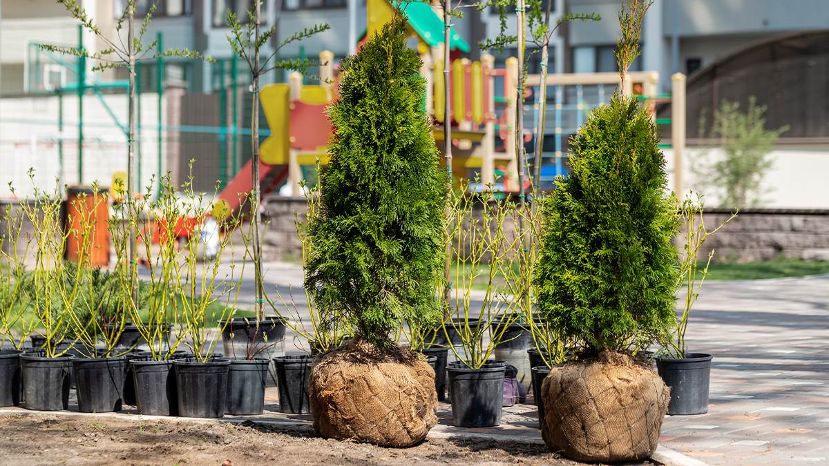  Ne dozvolite da tuje propadnu: Ovi jesenji trikovi čuvaju vašu živu ogradu 