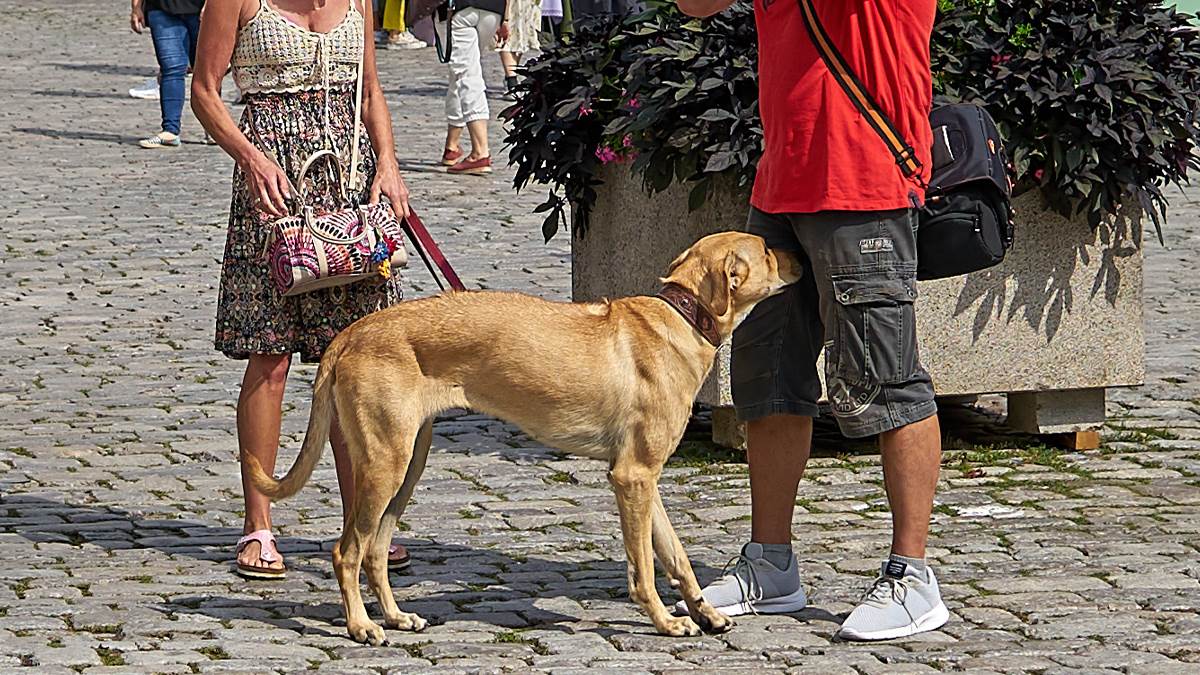  Zašto psi njuše ljudima međunožje 