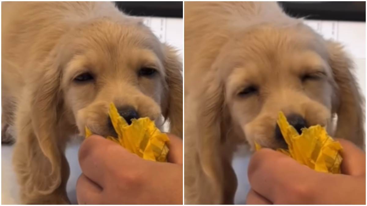  pas koji se bori sa snom 