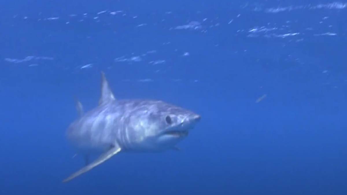  U Dalmaciji snimljena ajkula 