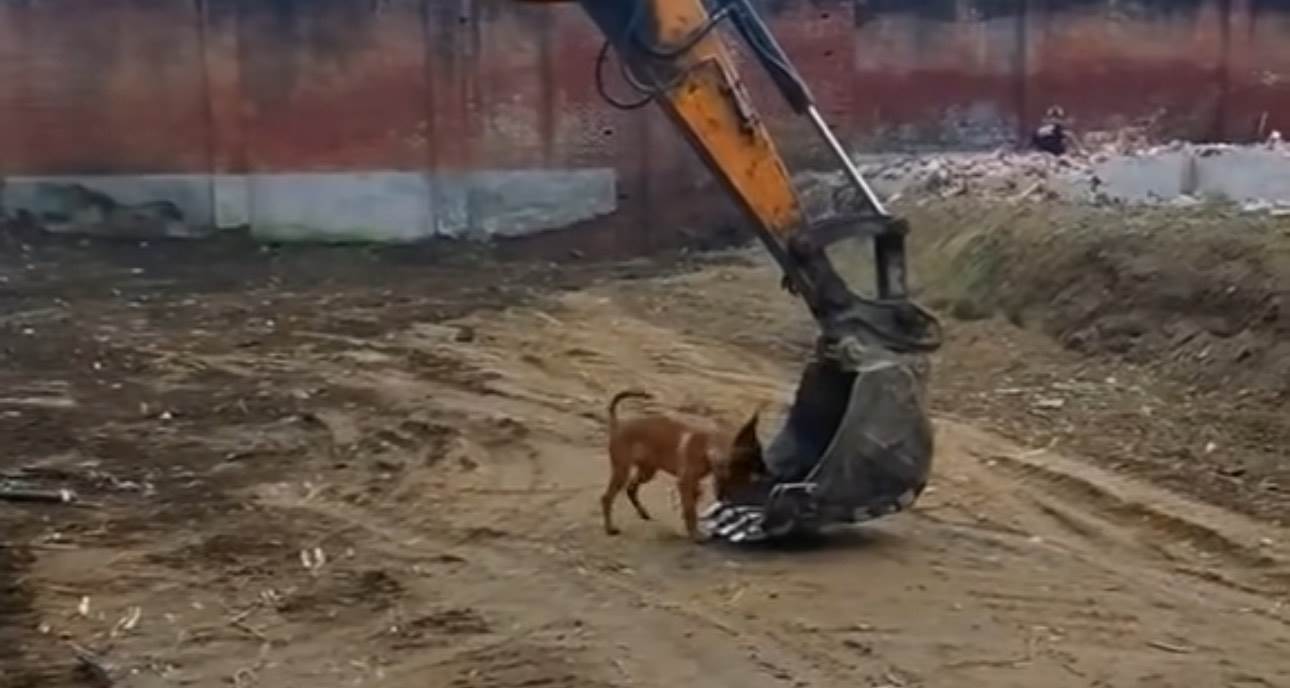  Pas hoće da se vozi u bageru 